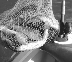 What most anglers are seeing in their keeper nets: A stack of redfin, which isn't doing local waters any harm and providing a great meal.